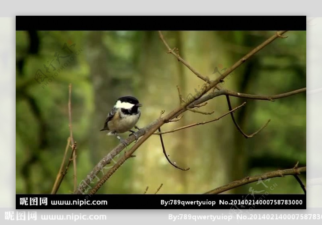 森林树枝小鸟视频素材