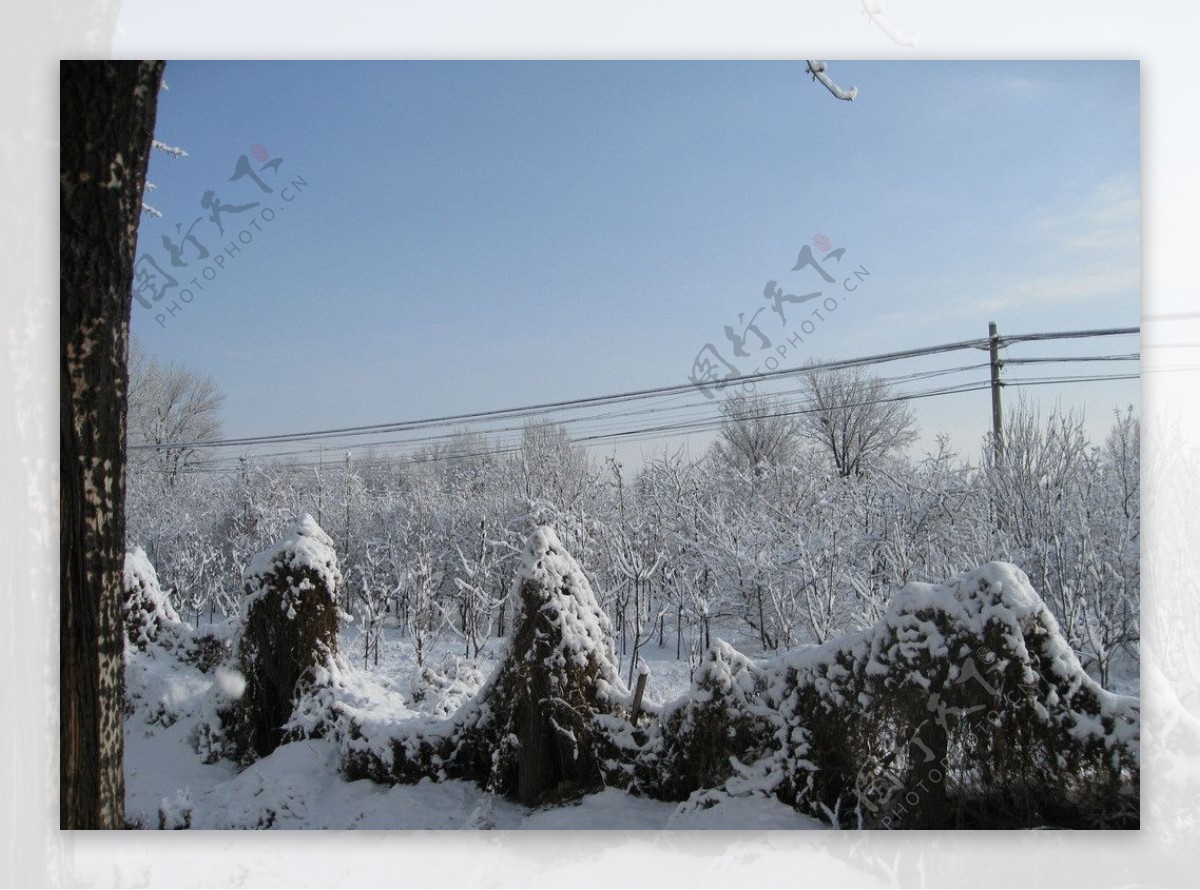 雪树银花图片