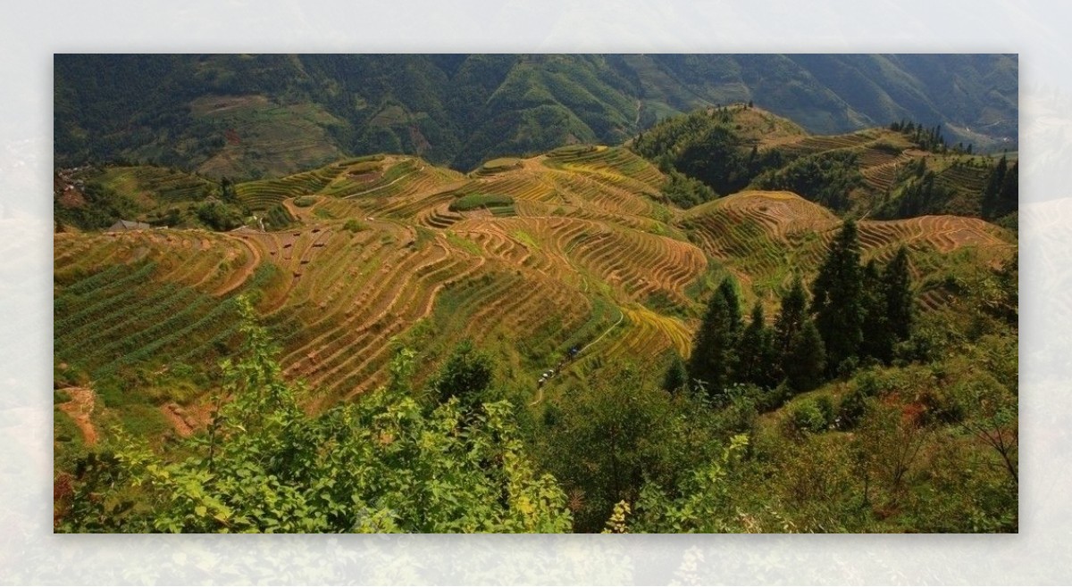 山间梯田图片