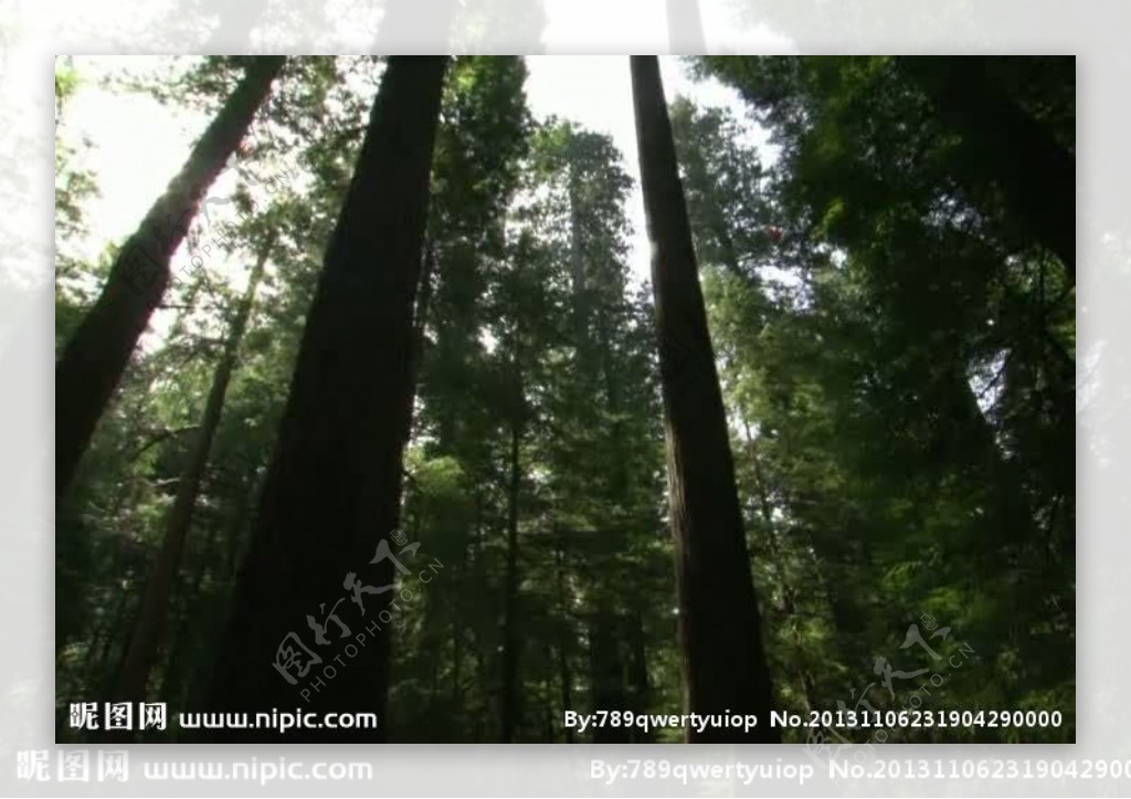 高山森林视频素材