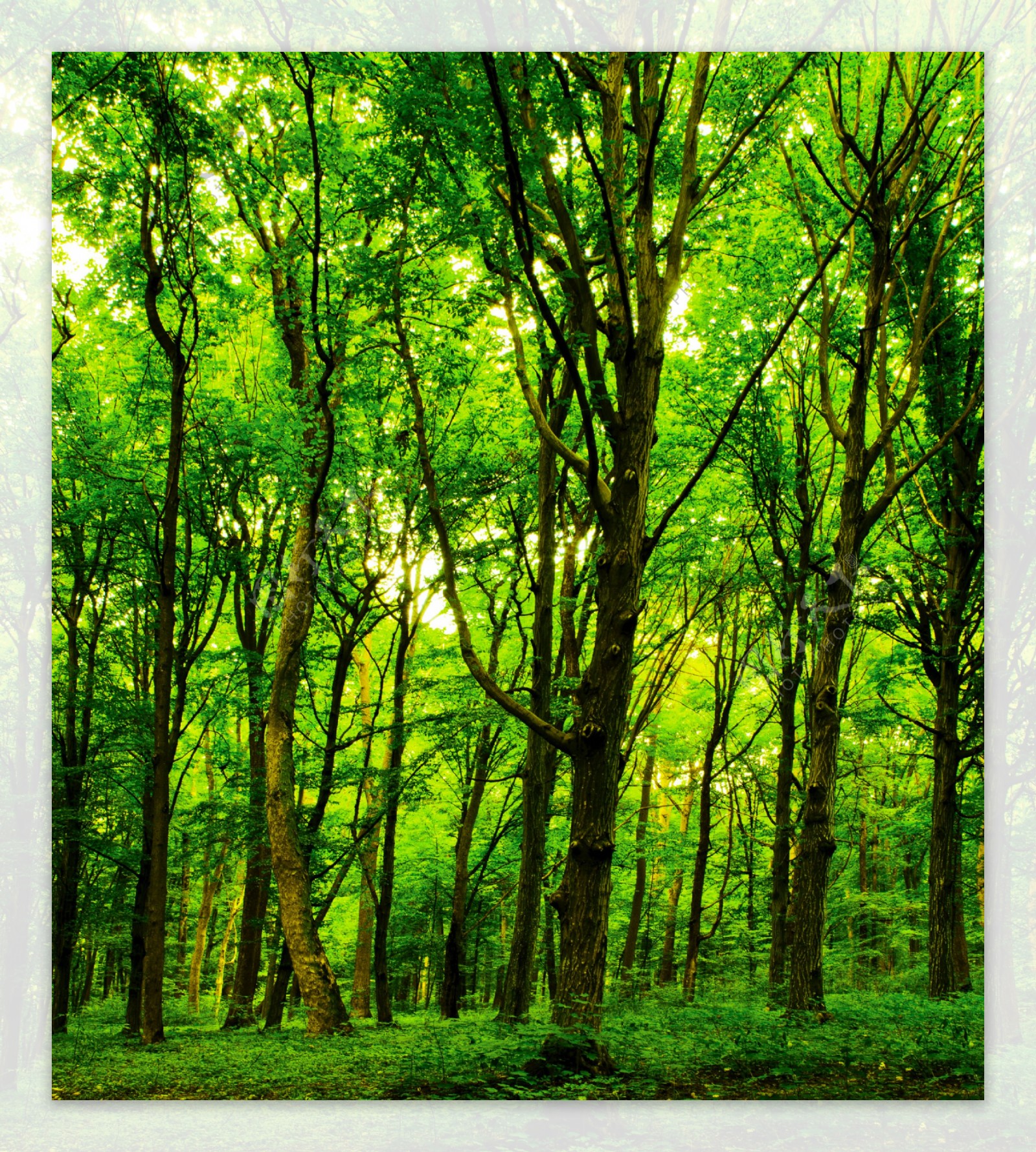 森林树木小路光照风景壁纸-壁纸图片大全