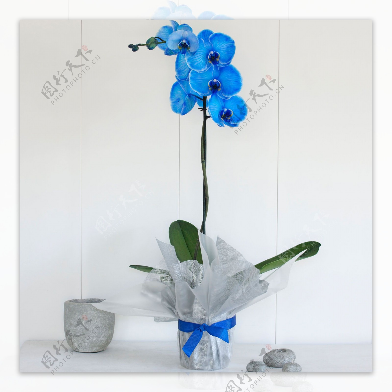 蓝色花盆栽兰花图片
