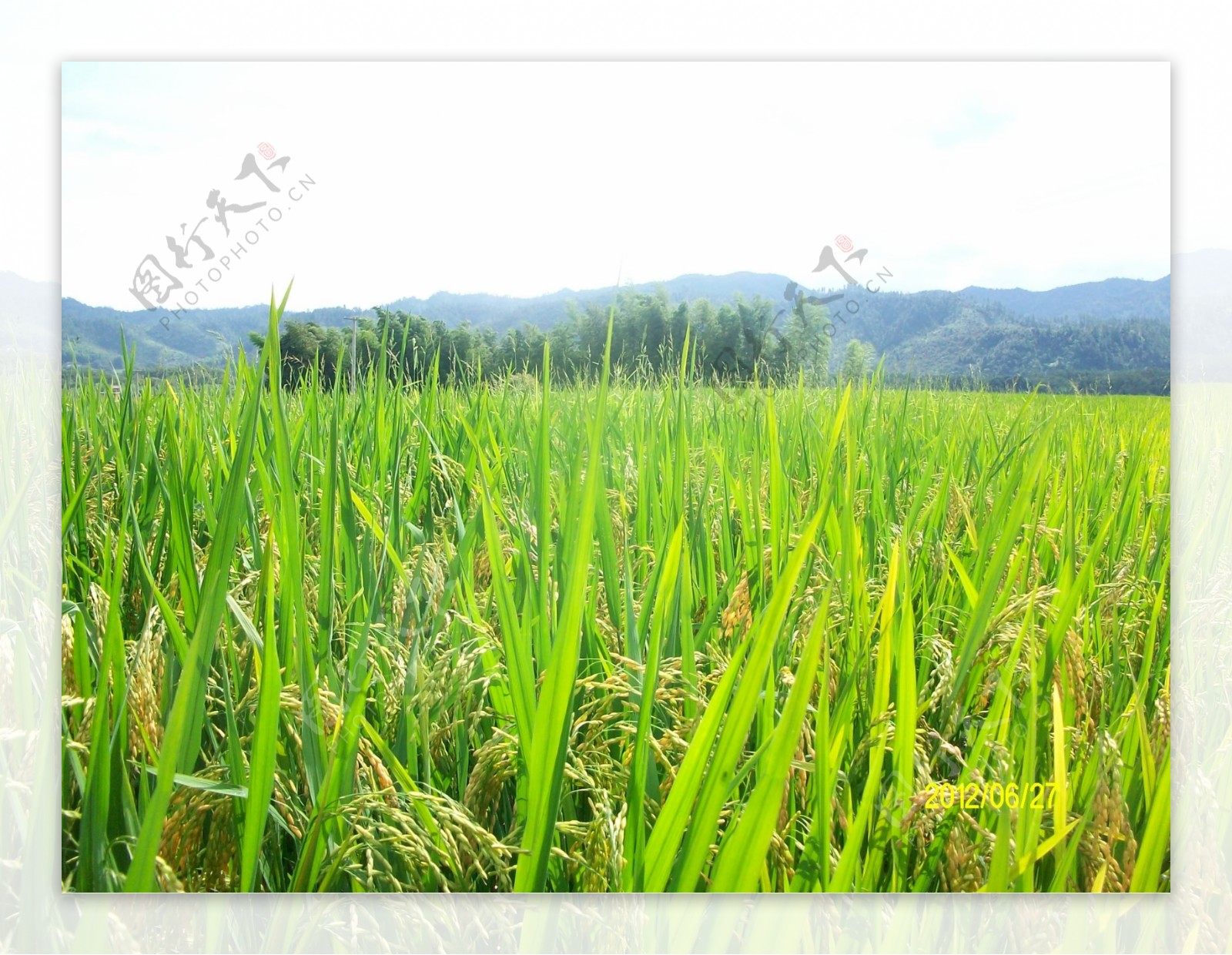 稻子图片