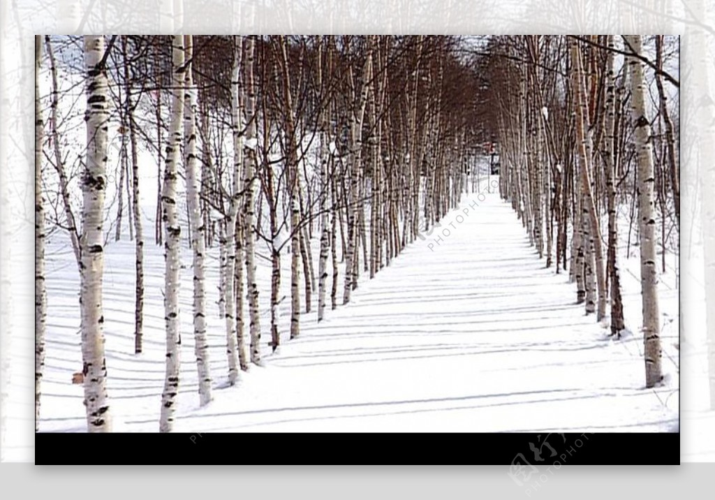 冬日白桦树