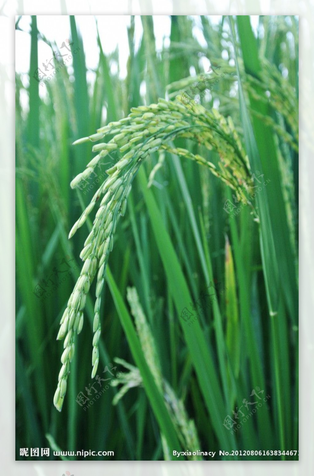 水稻花图片