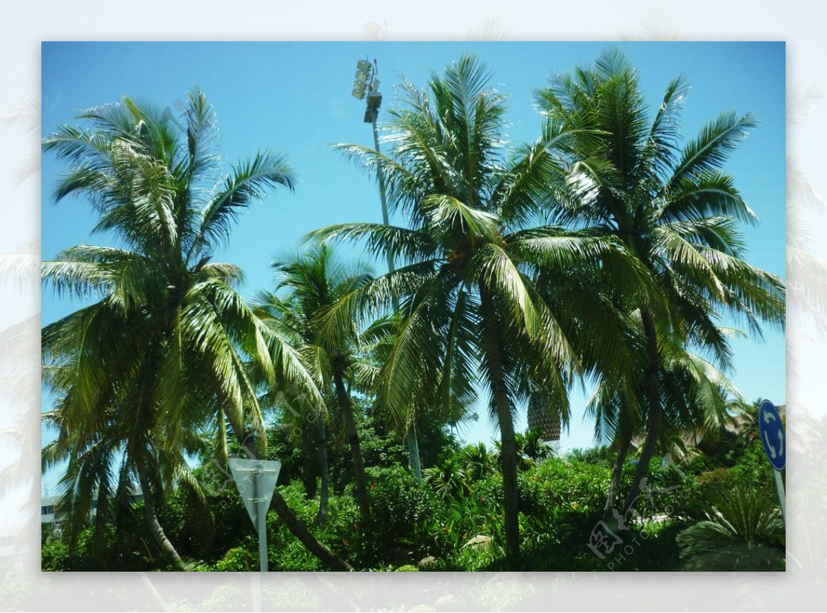 椰树风景图片