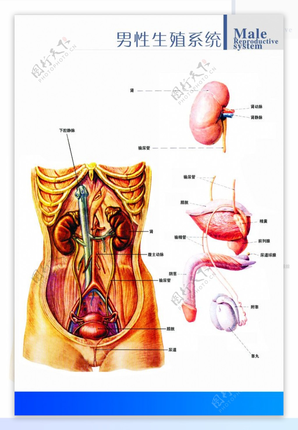 生殖解剖图图片