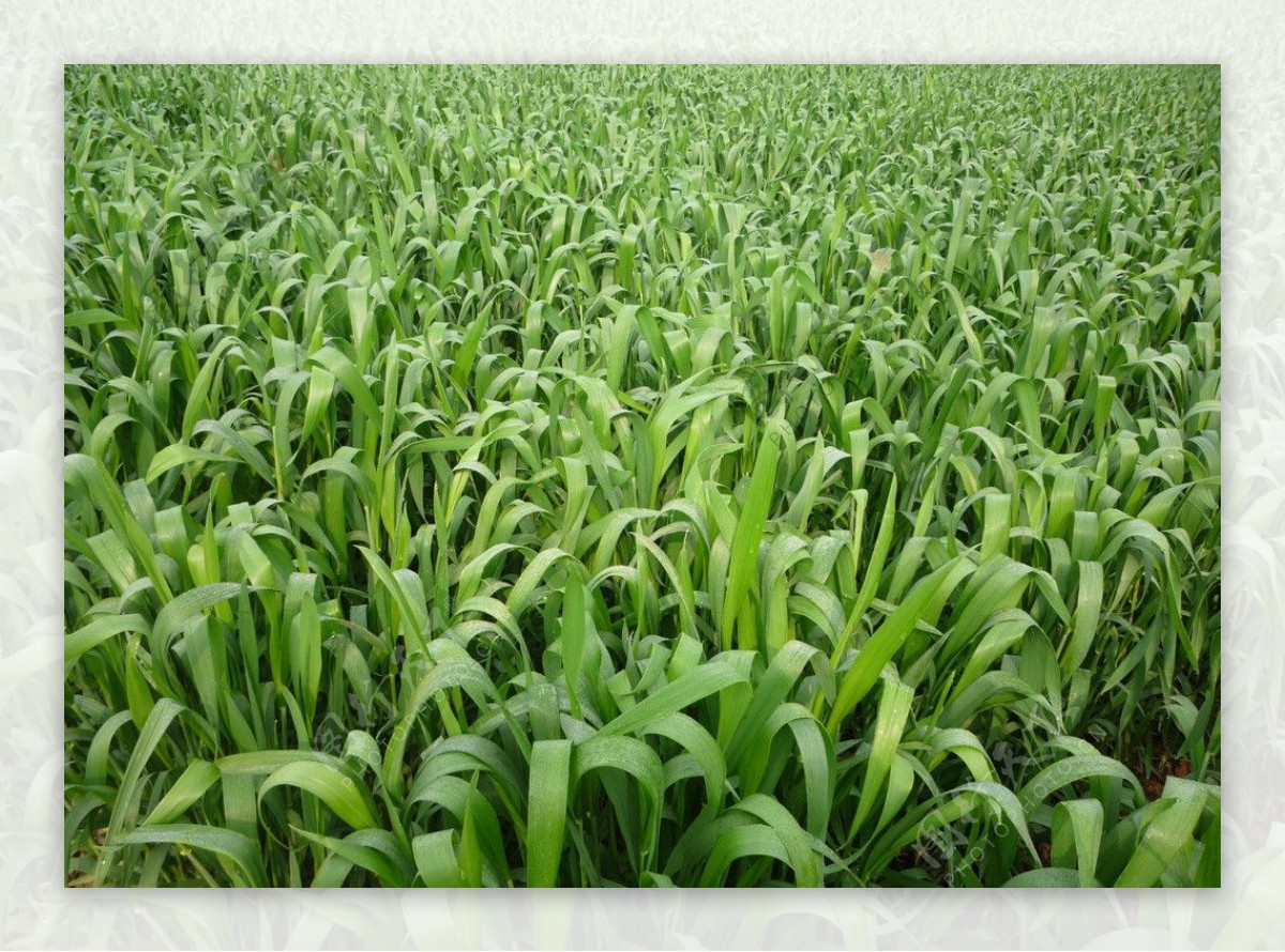 绿色小麦苗图片