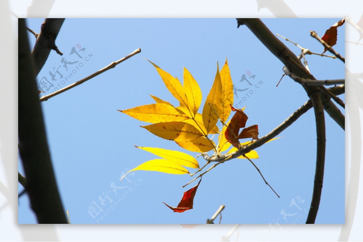 秋日黄叶图片