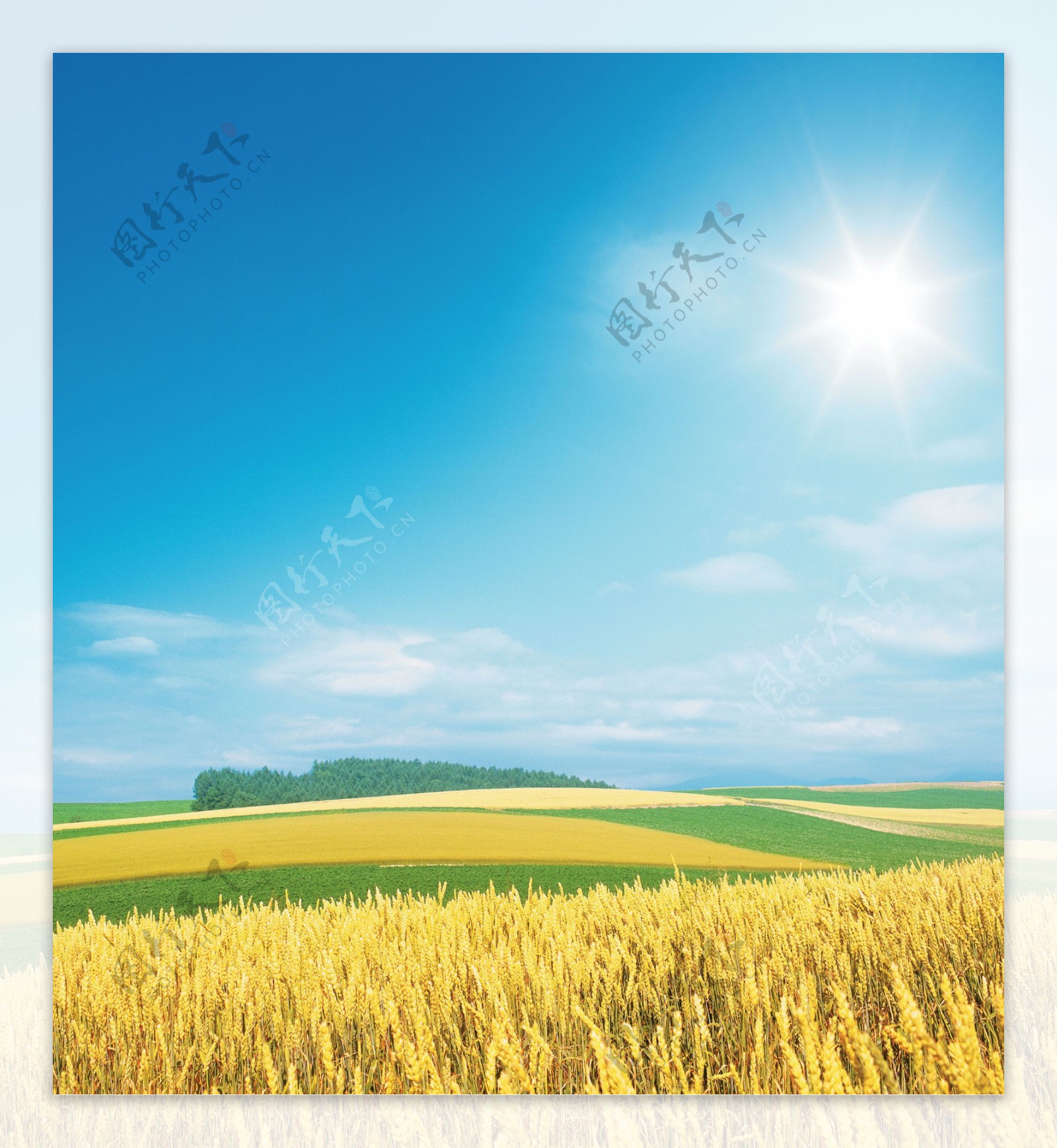 蓝天下的金黄麦田图片