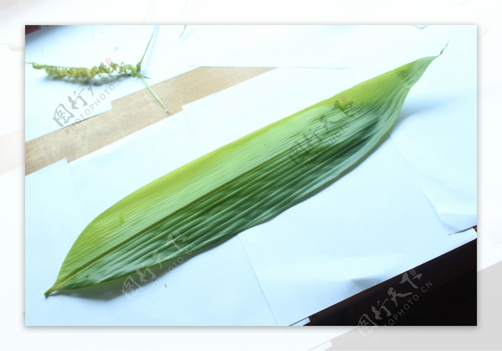中国传统节日端午节美食粽子绿色的粽子叶透明PNG素材
