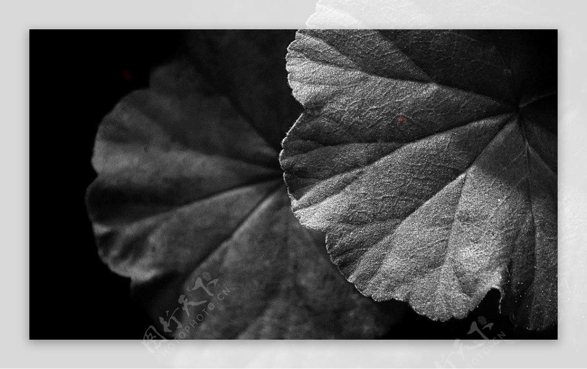 黑白树叶图片