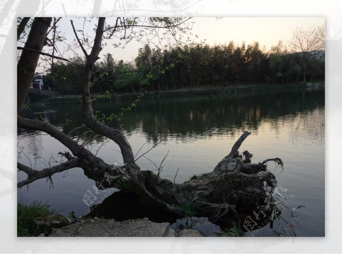 湖面树根图片