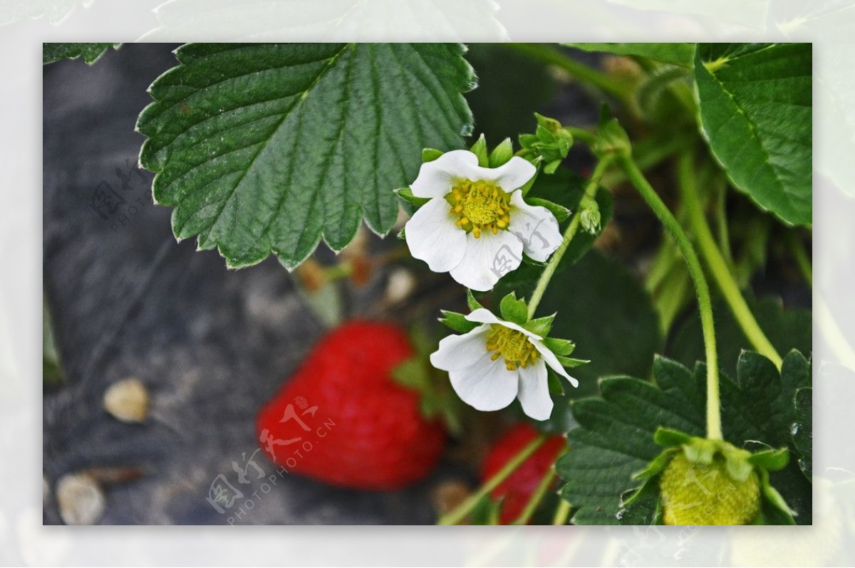 白色鲜花与新鲜的草莓摄影高清jpg图片免费下载_编号18ghjgppv_图精灵