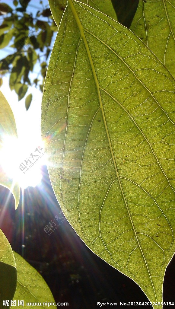 阳光照射叶子图片