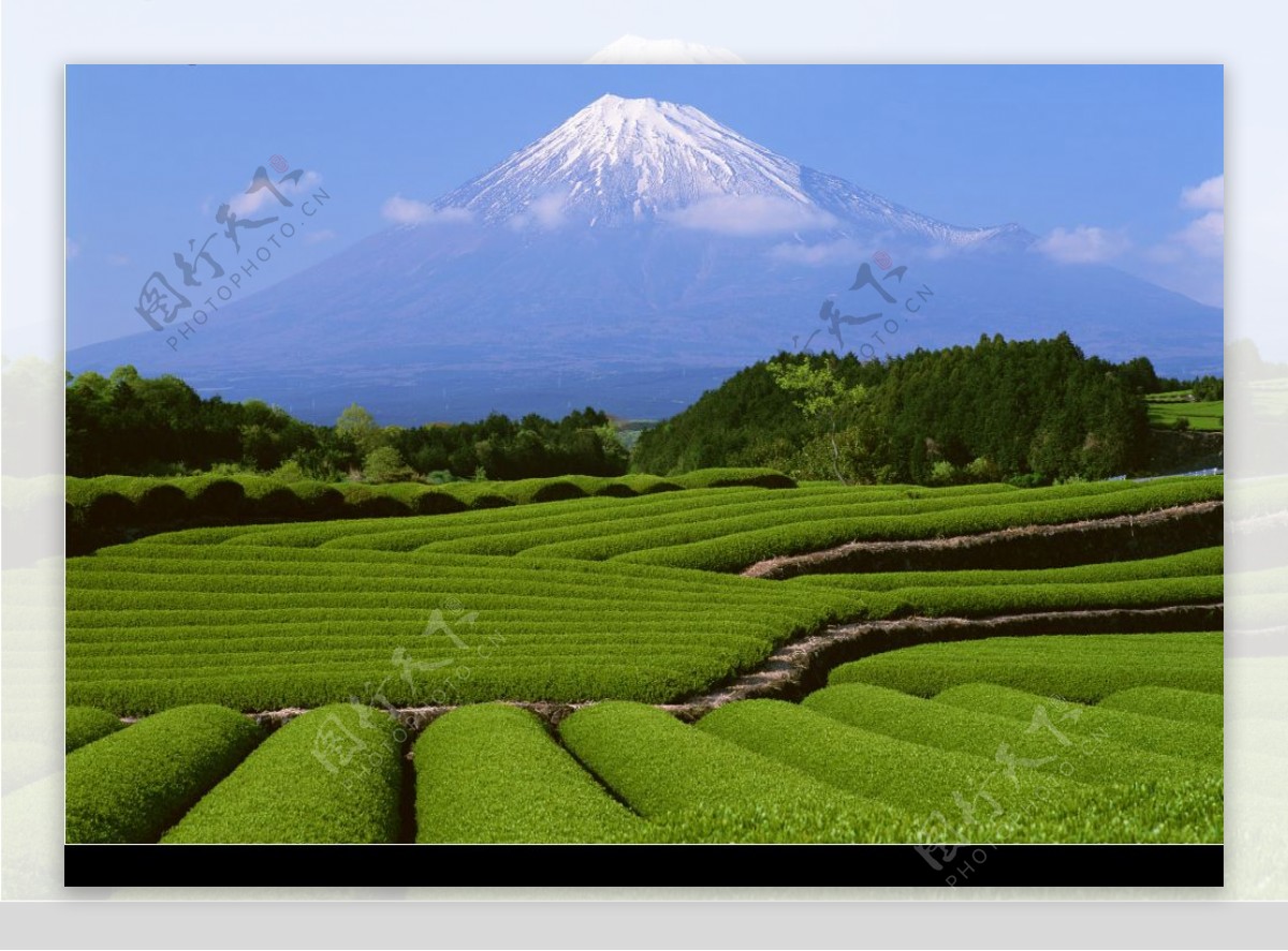 富士山下茶园图片