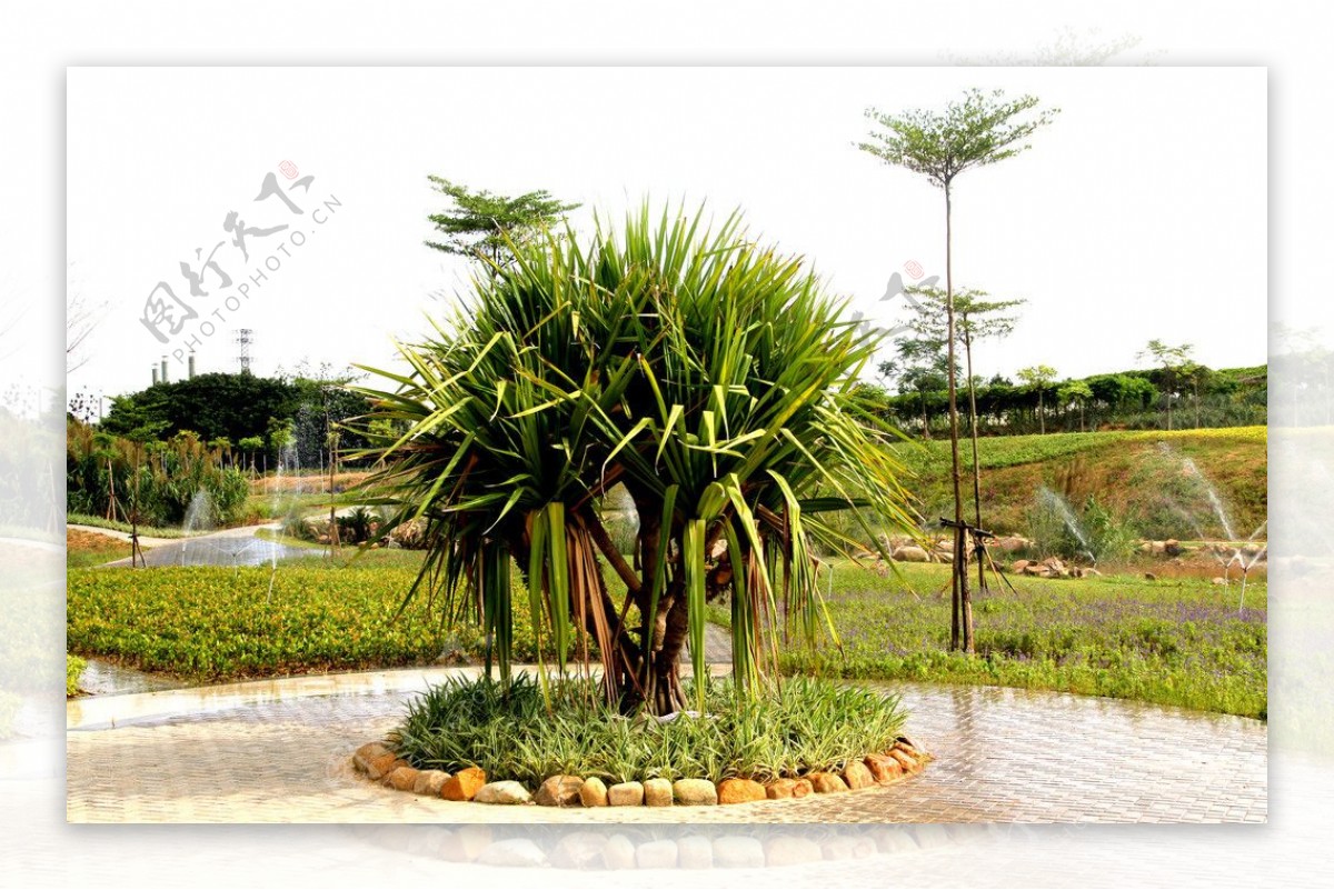 热带植物红刺林投图片