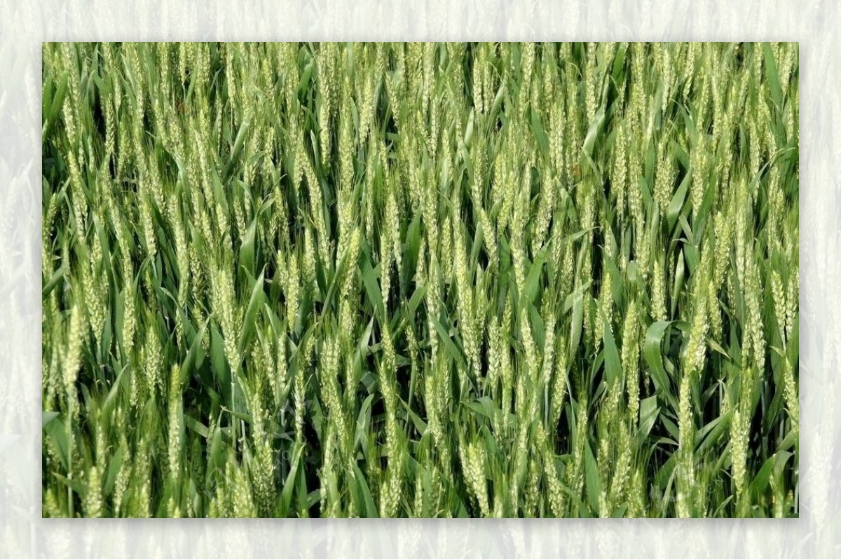 小麦长势麦田图片