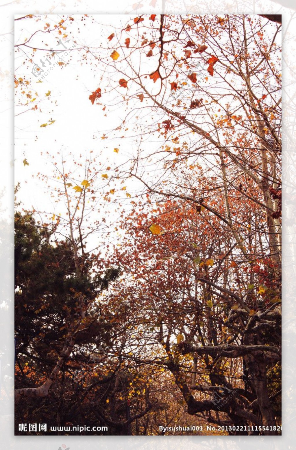 秋叶图片