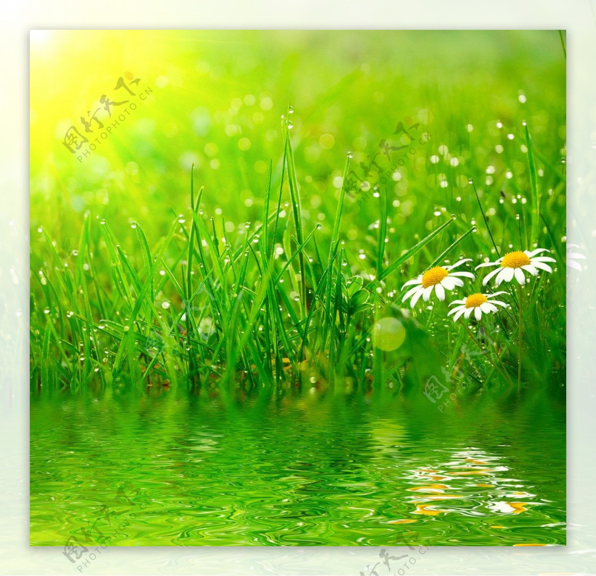 小麦绿叶菊花图片