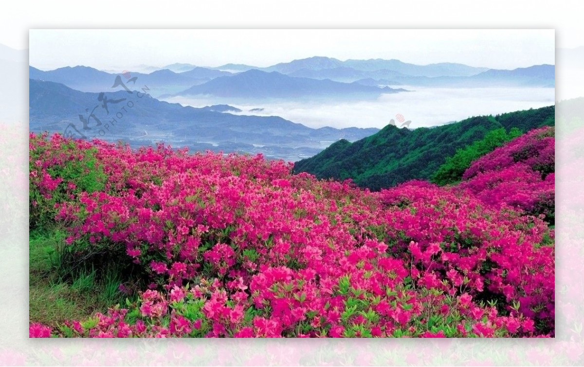 山间花朵红艳艳图片