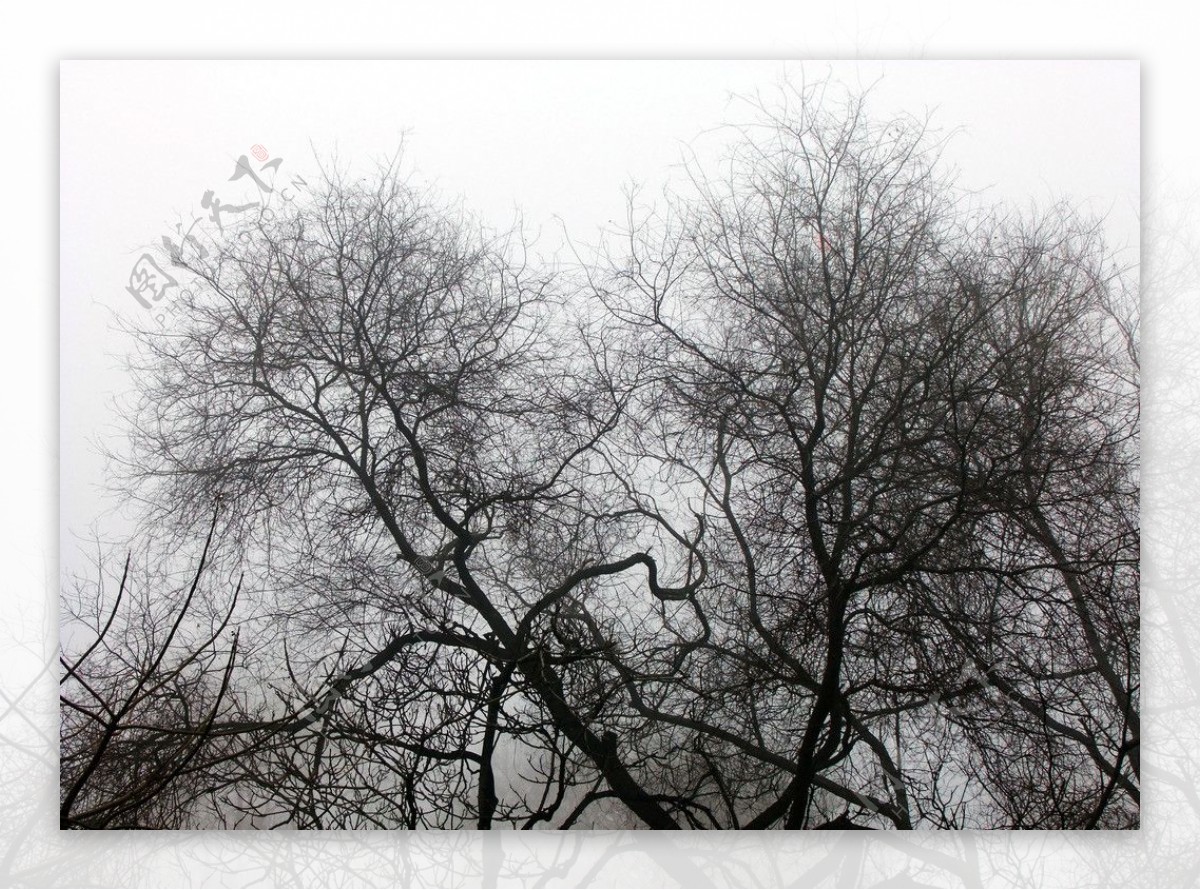 冬天树木摄影图片