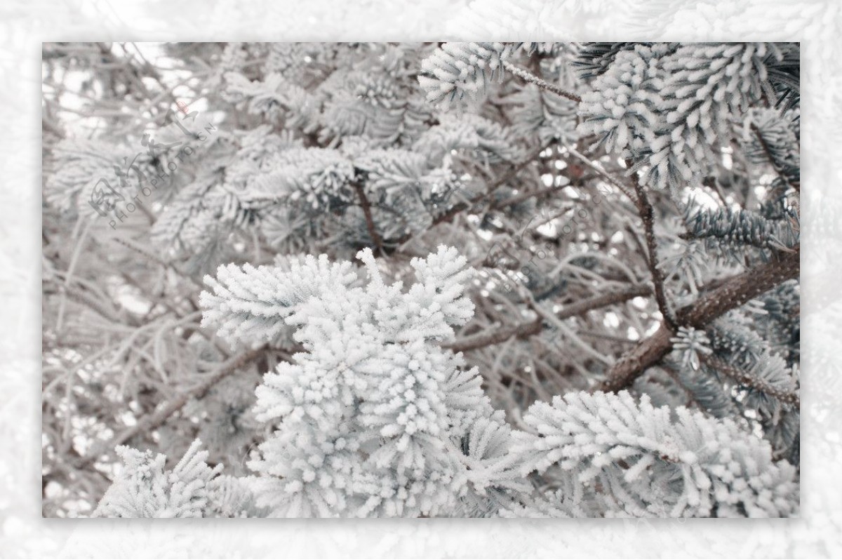冰天雪地松树图片