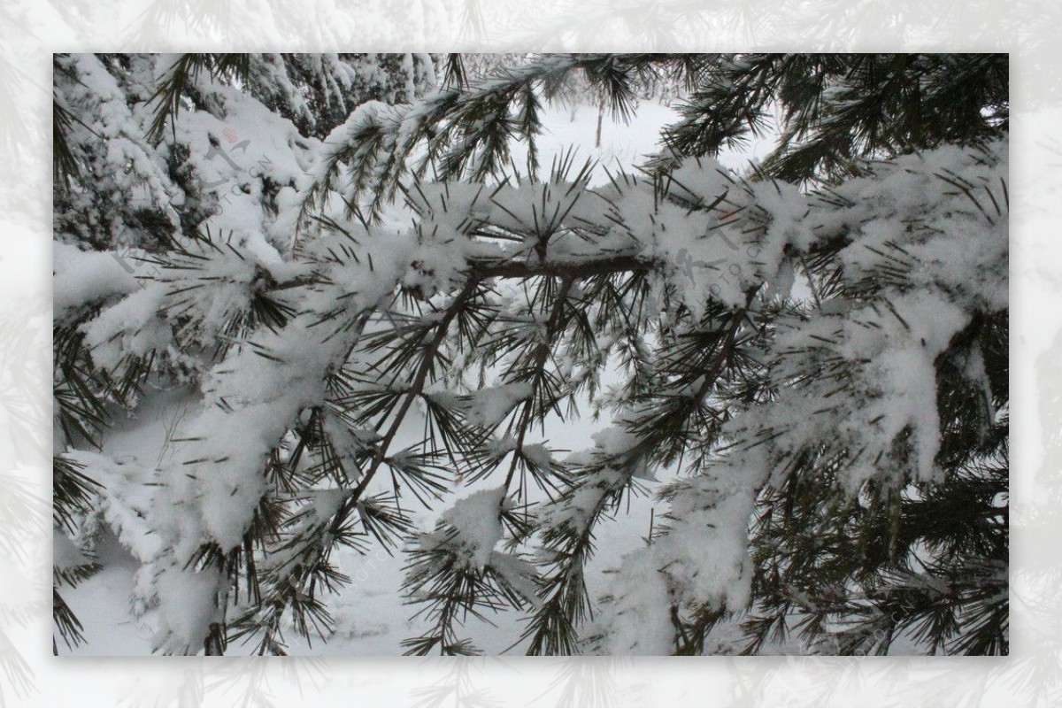 白雪与松枝图片