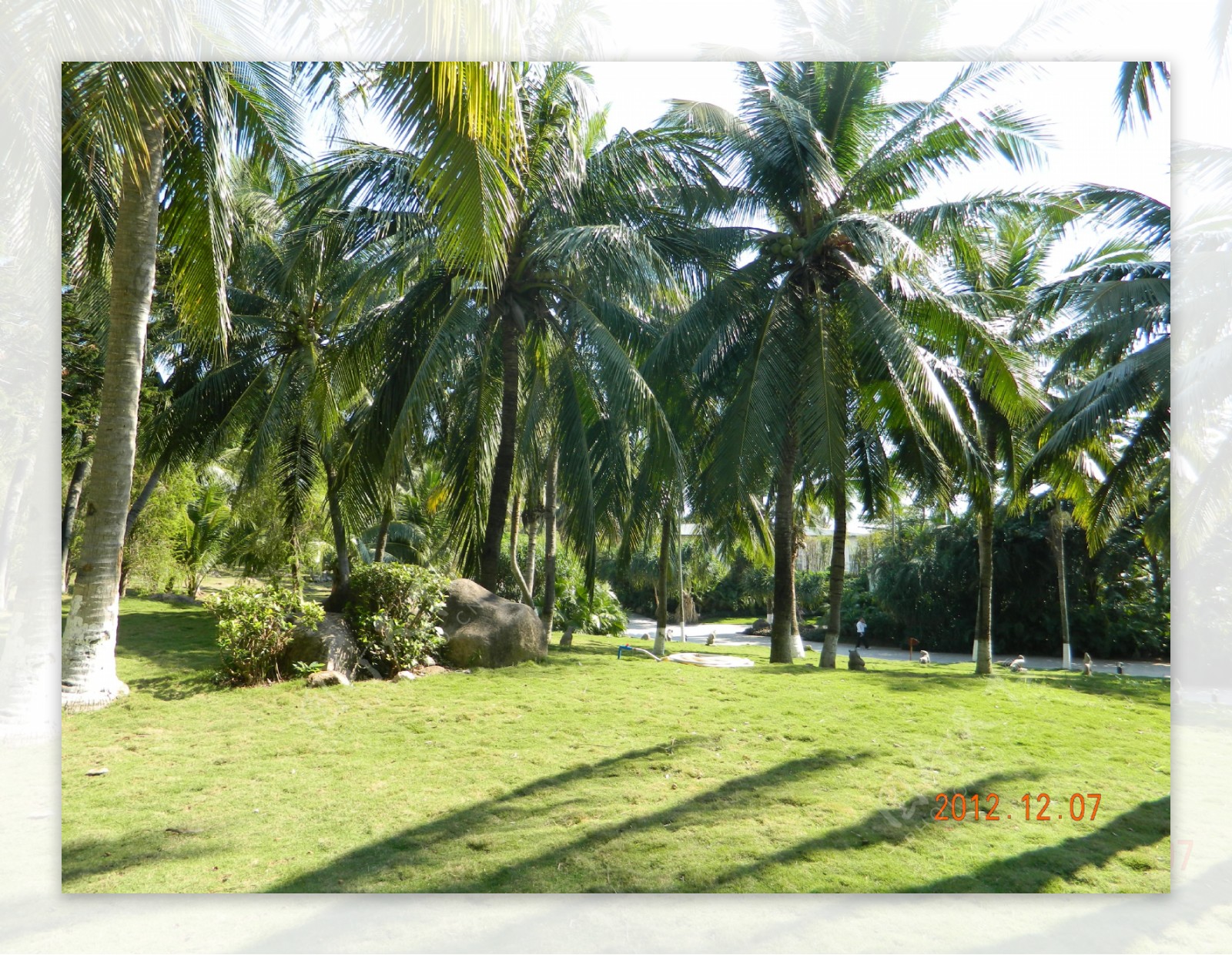 海南椰子林图片