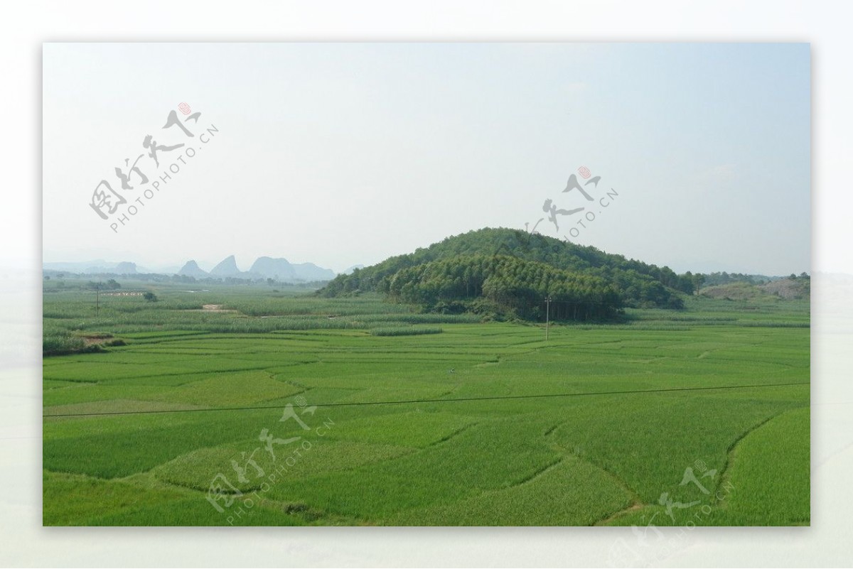 美丽绿色的稻田图片