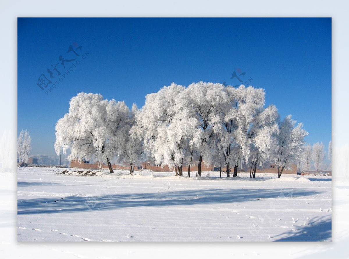 雪树银华图片