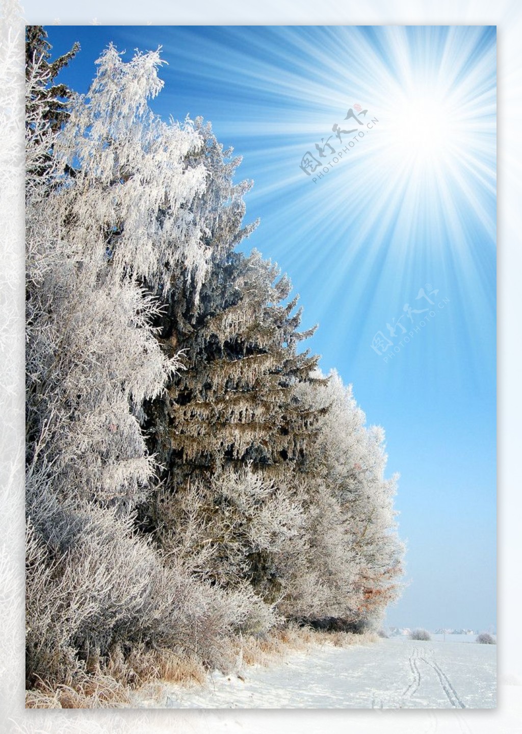 冬季原野树林雪景图片