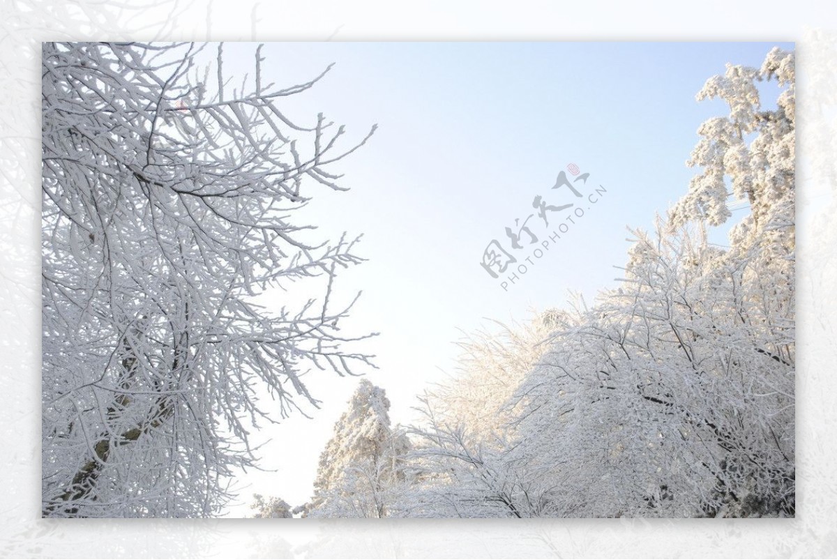庐山雪后树枝图片