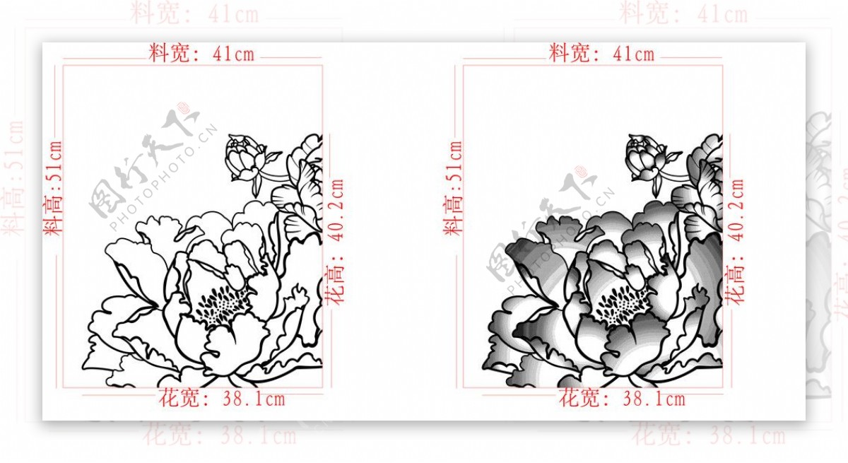 牡丹花图片