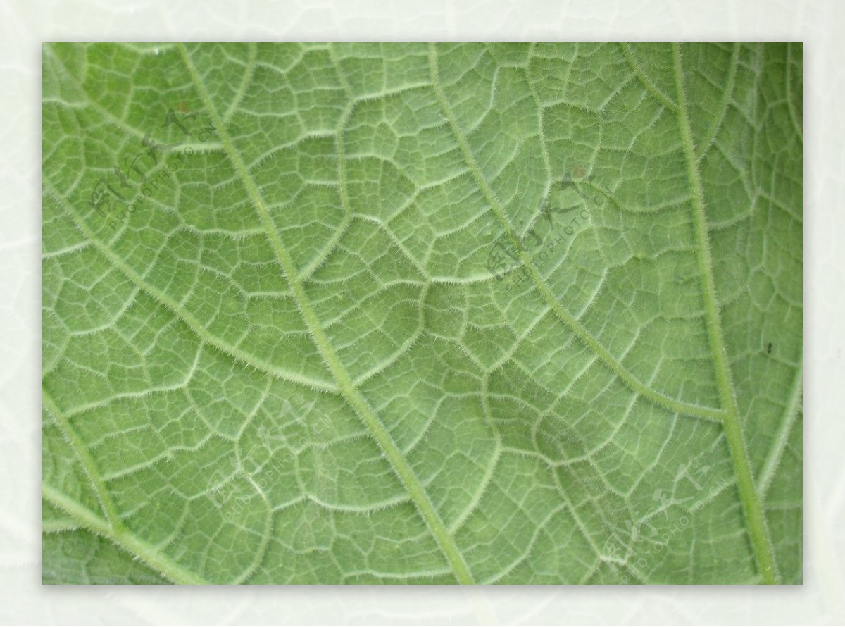 植物叶子纹理图片