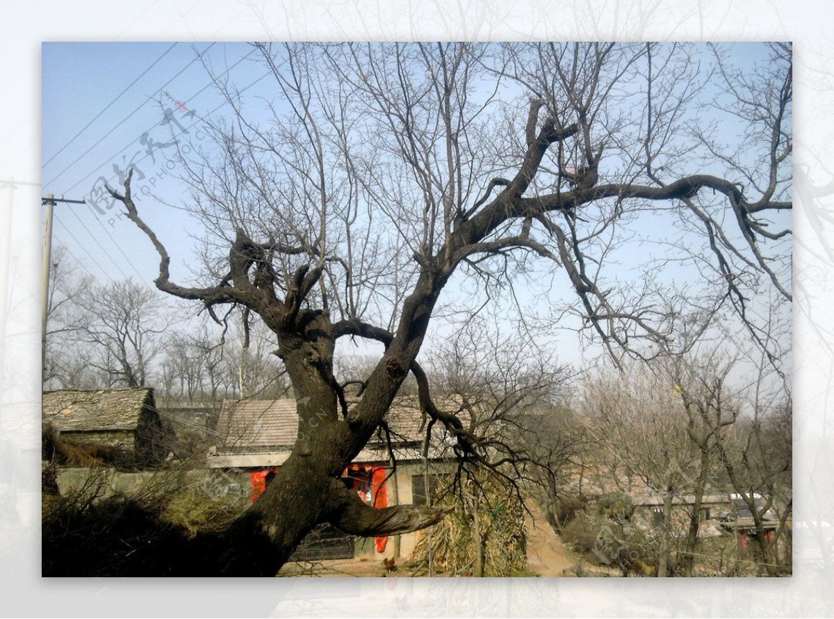 山亭区土山头古槐树图片