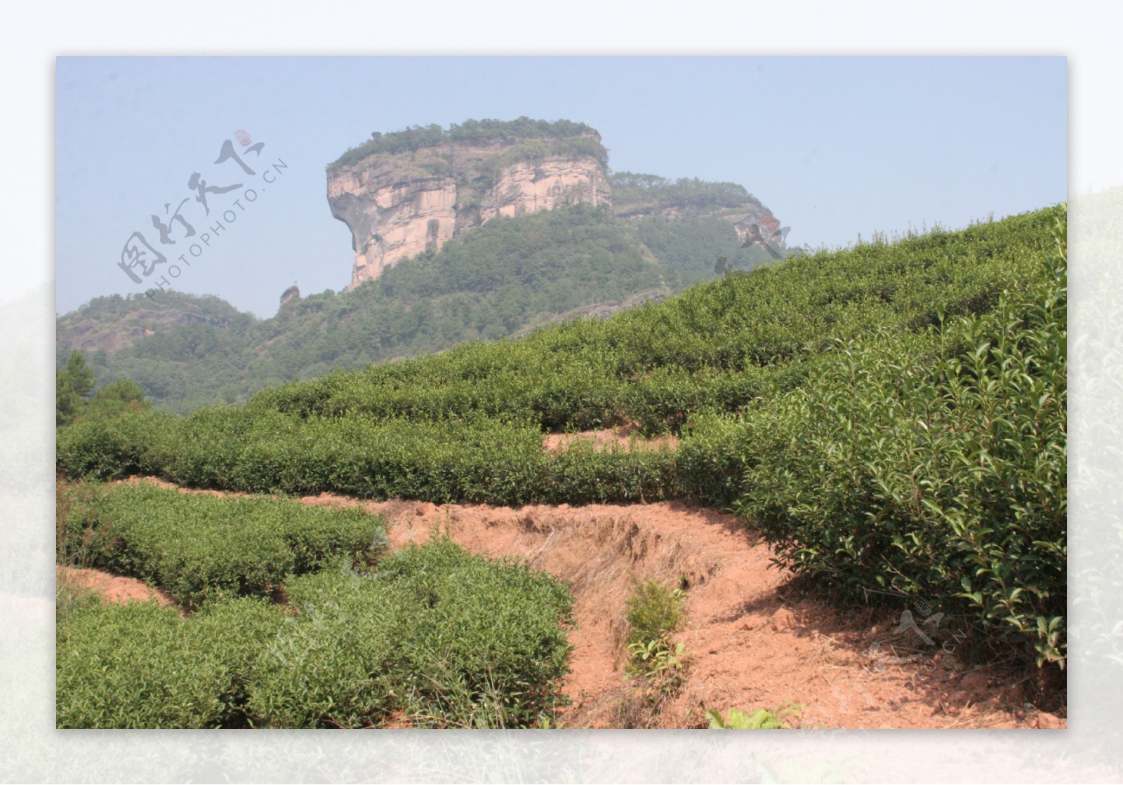 武夷山岩茶茶园图片