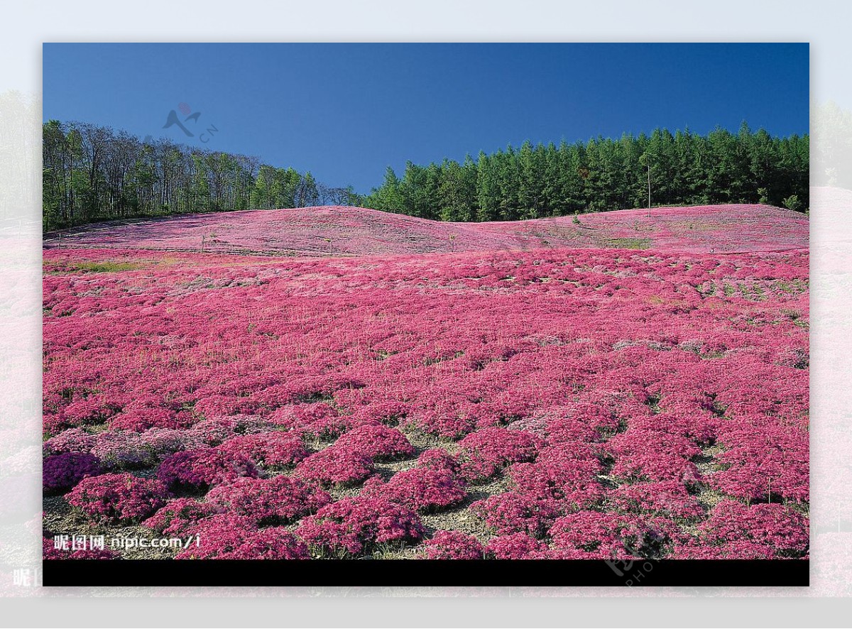 粉色的野花地毯图片