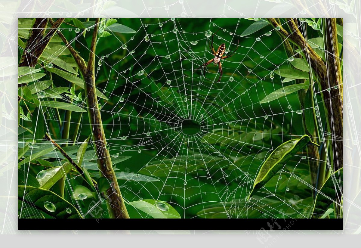 蜘蛛与蛛网图片