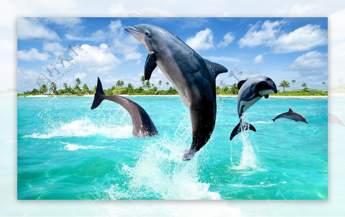 海豚跳跃图片