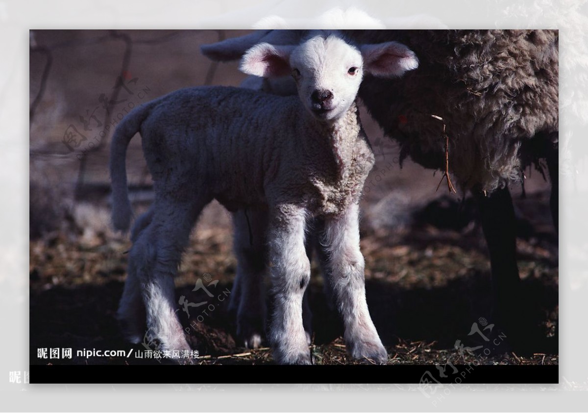 动物羊图片