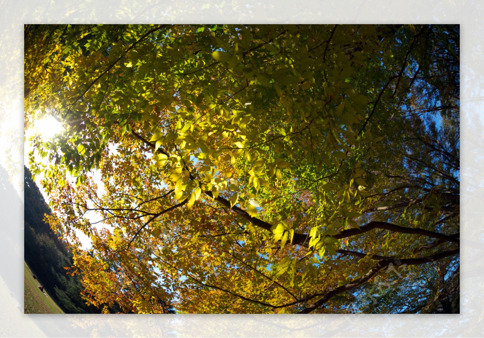深秋的榉树叶图片