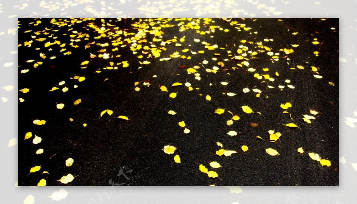 秋雨落叶图片