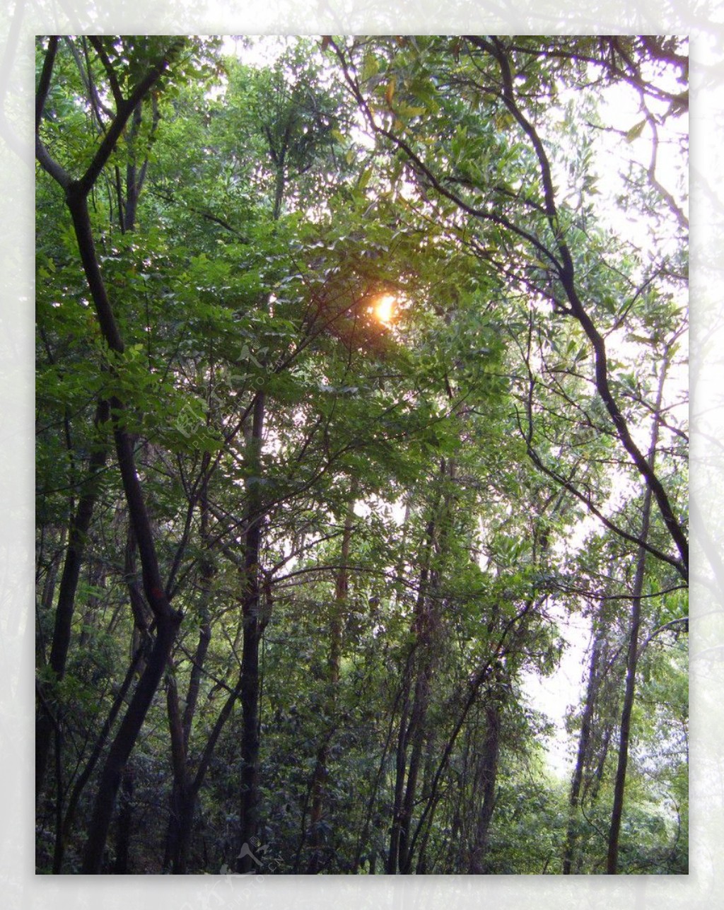 森林日光图片