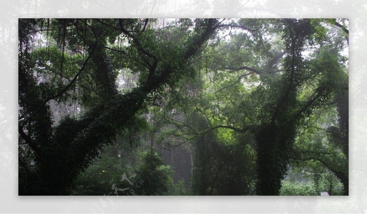 雾中植物园图片