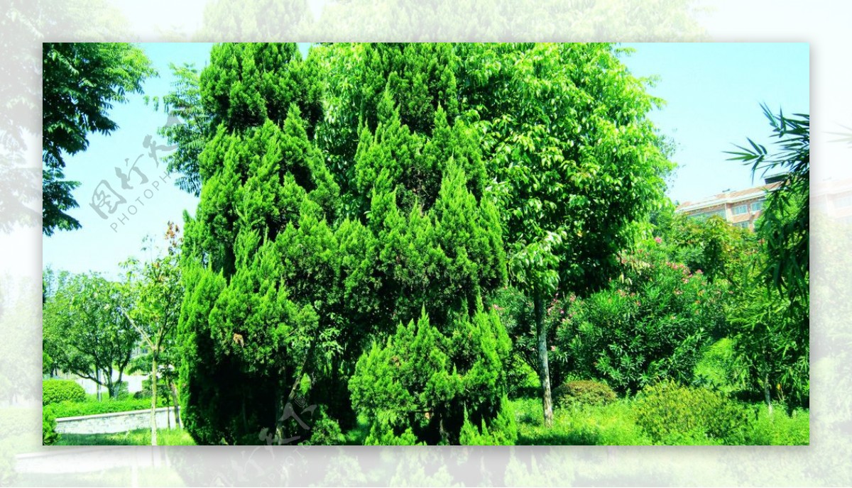 大松树和其他树木图片