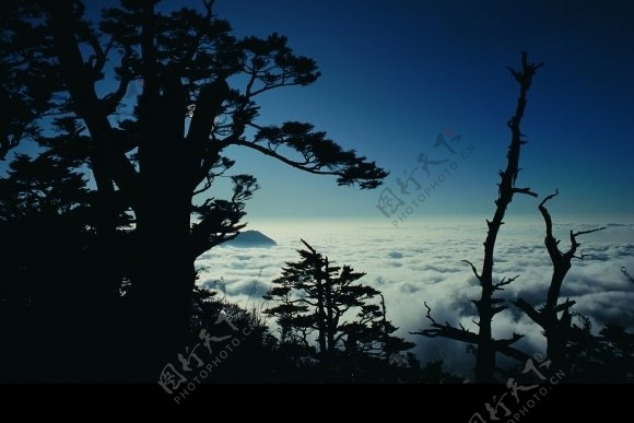 云海树木图片