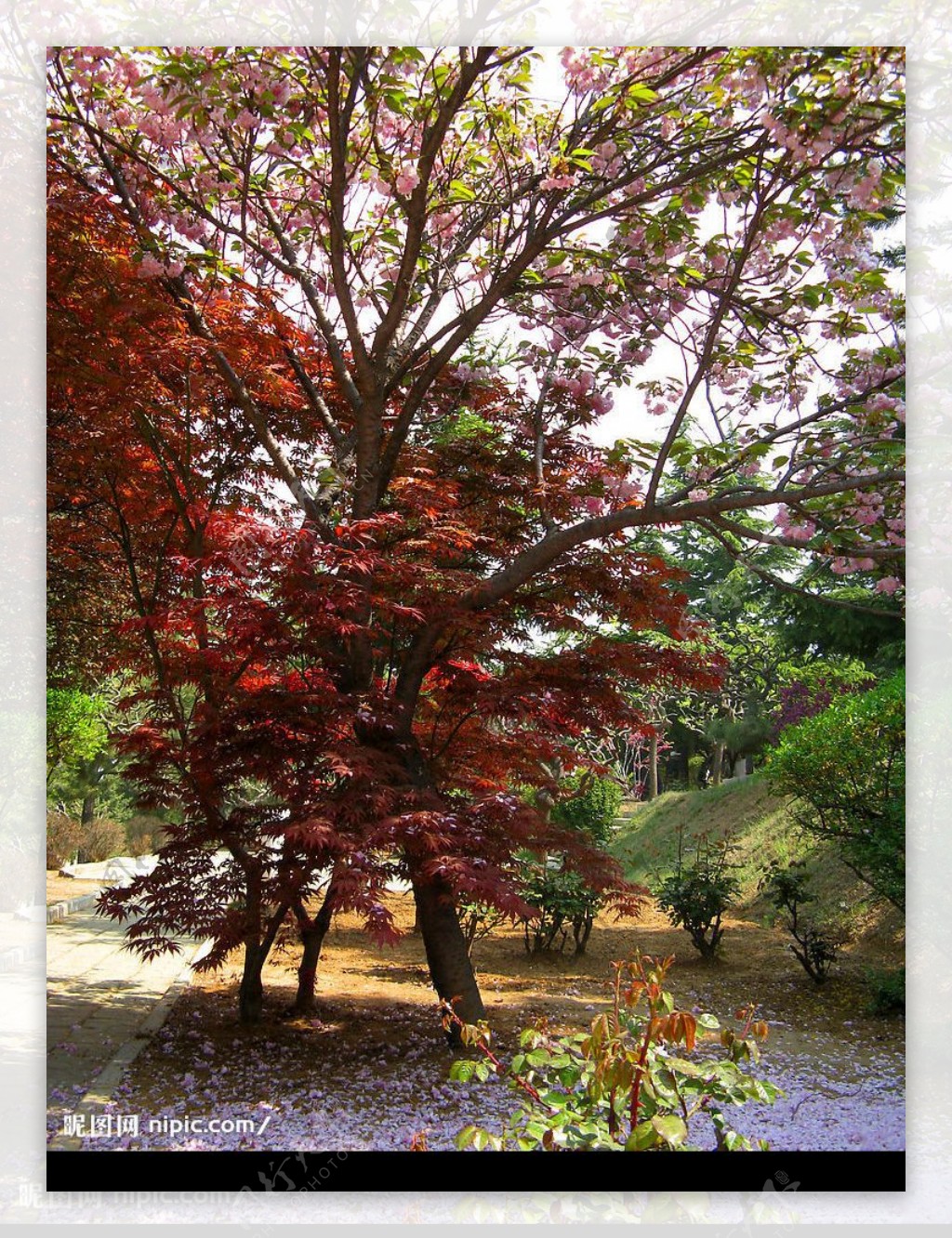 海棠与枫树图片