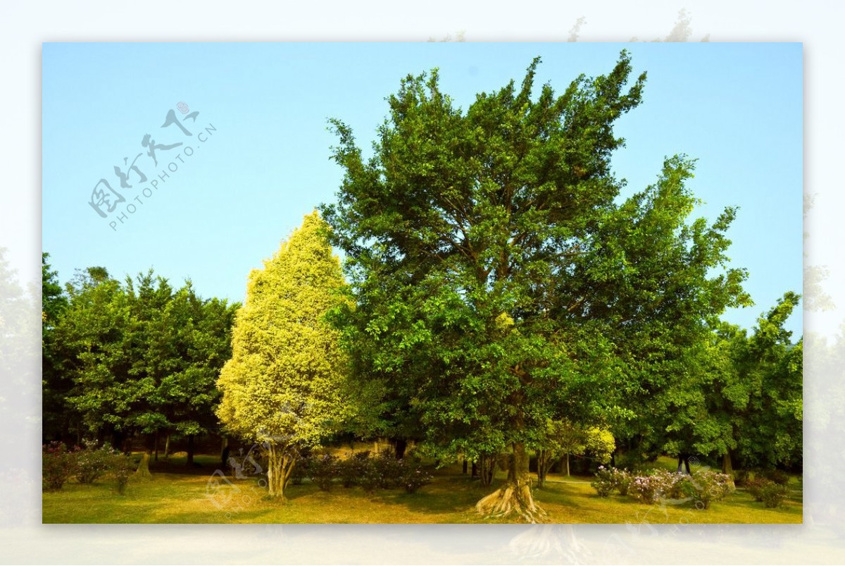 深圳莲花山公园中的两株大树图片