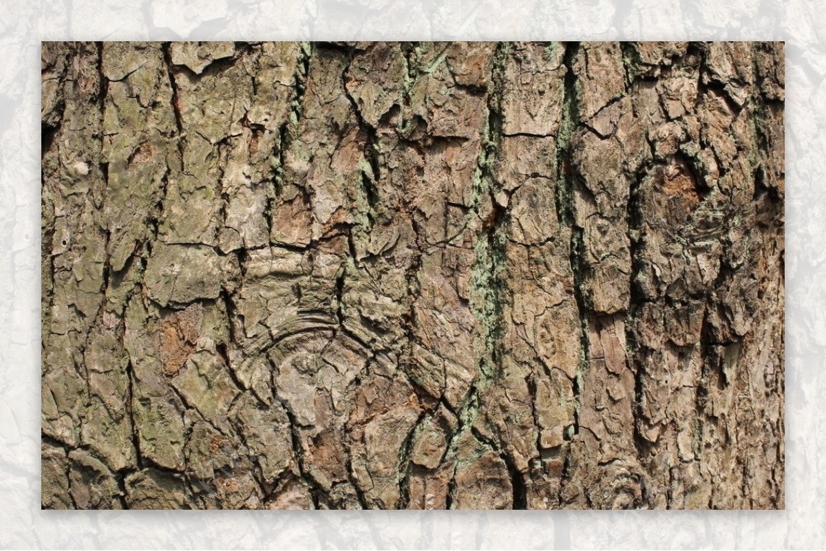 树皮背景素材图片